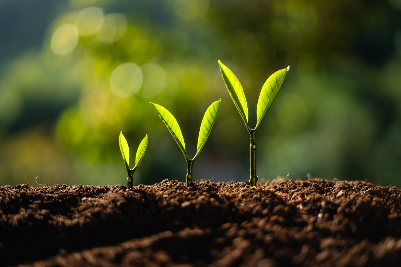 Three green seedlings sprouting in rich brown soil — symbolic of long-term growth.
